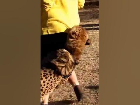 Cheetah Attacked Human - YouTube
