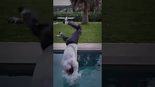 Doni, Liger and Lynix edit#Lynix#Liger#Doni