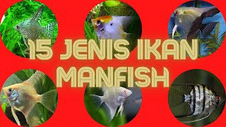 15 Jenis Ikan Manfish Yang Paling Banyak Dicari Para Pecinta Ikan Hias