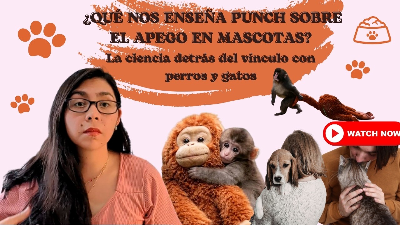 ¿Qué nos enseña Punch sobre el apego en mascotas? La ciencia detrás del vínculo con perros y gatos