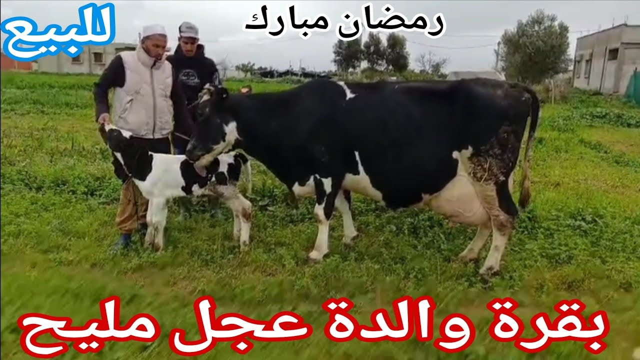 تباااارك الله💫 بقرة والدة عجل مليح🌟 إتصل 06.07.51.46.34📞 ألو سي عبد اللطيف نواحي الغرب🇲🇦 