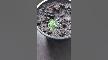 Giant sequoia seedling 14 weeks old #trees #sequoia #redwoods