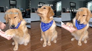 Testing My Dog's Intelligence