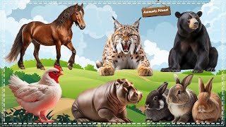 Cutest Animal Sounds Around the World: Horse, Lynx, Sun Bear, Chicken, Hippopotamus, Rabbit by Animals Planet 543 views 18 hours ago 30 minutes