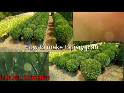 Video: Paano Gumawa Ng Topiary Ball
