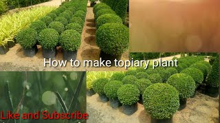 Paano gumawa ng halamang topiary How to make topiary plant