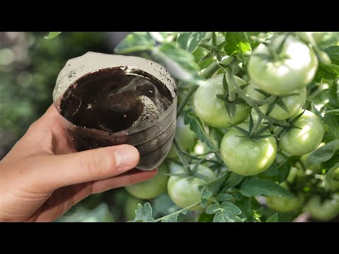 ТОМАТЫ ВМИГ ЗАПЛОДОНОСЯТ ОТ ЭТОЙ ПОДКОРМКИ В ИЮЛЕ! УРОЖАЙ БУДЕТЕ СОБИРАТЬ ДО ПОЗДНЕЙ ОСЕНИ!