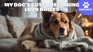 My DOG'S GUTS Are Making LOUD NOISES  (6 Causes) | Dog Tips