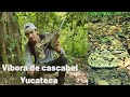 Cascabel Yucateca | Una serpiente venerada por los Mayas | Yucatán Netropical Rattlesnake.