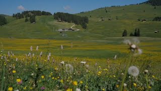 Nature Ambiance Meditation of Calm and Relaxation