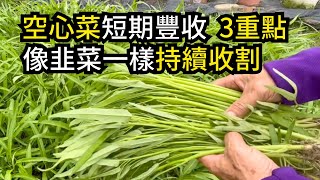 空心菜短期收割，持續採收的方法，掌握種空心菜的3個重點，整個夏季就有吃不完的空心菜 | 阿星種植