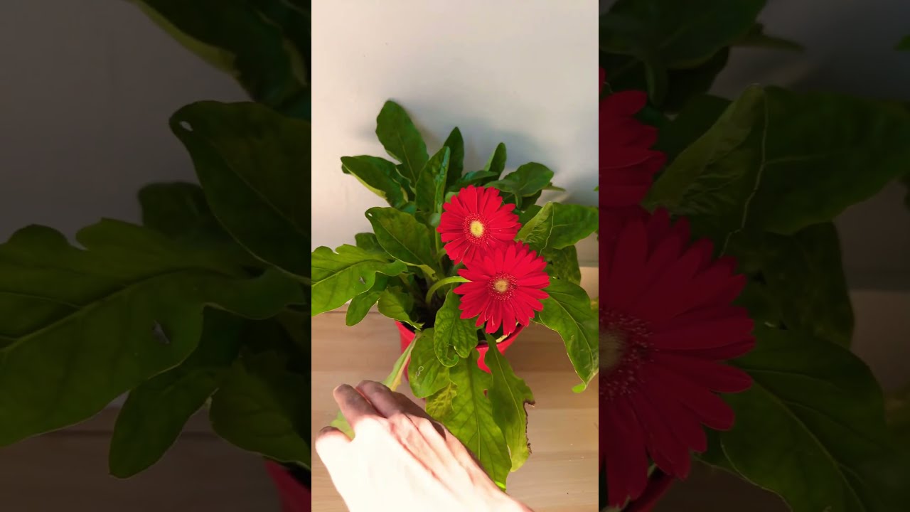 Tips Tricks To Grow Gerbera Save Them From Dying Gerber Flowers