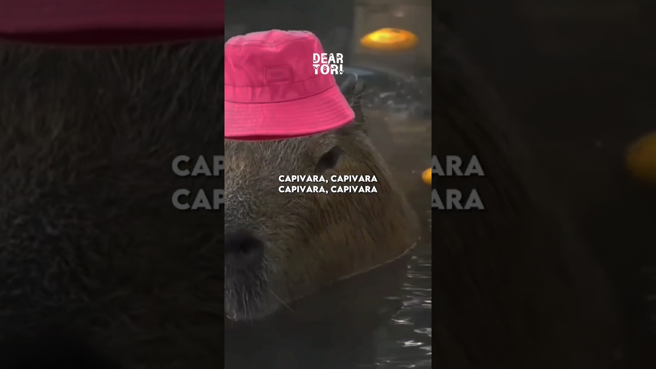 musica da clara a capivara meme｜Pesquisa do TikTok