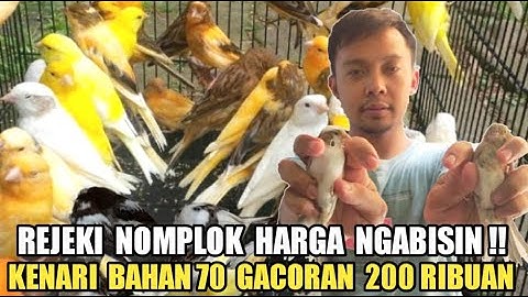 BERANI JUAL MURAH !! BURUNG BAHAN DAN GACORAN PASAR BURUNG PRAMUKA