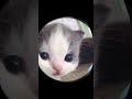 Hehe ÔüáÔùíÔüá áÔüá ëÔüá áÔüáÔùíÔüá Part29 AdaAdaAja Shorts Memes Hehe ÔüáÔùíÔüá áÔüá ëÔüá áÔüáÔùíÔüá Part29 AdaAdaAja Shorts Memes