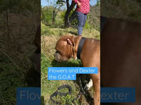 Video: Blomst Power: Pit Bulls of the Revolution