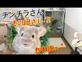 チンチラをお迎えする方必見！！チンチラ購入から飼育・生活の実態を徹底紹介！懐かんなぁ...(^^;