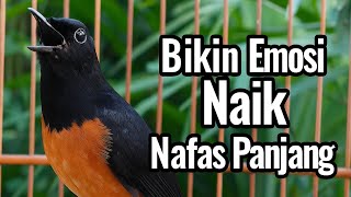 Suara Murai Batu Muda Hutan, Emosi Tinggi Nafas Panjang, Cocok Buat Pancingan Murai yang Loyo