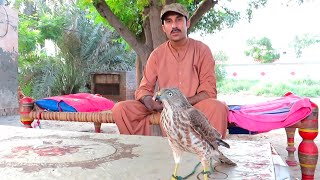 Mini Training Moments Of Shikra || Wildlife Today