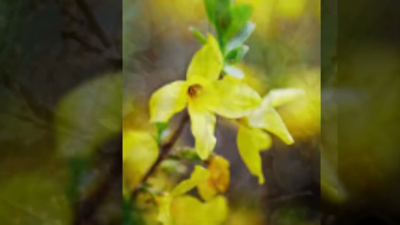 봄봄봄 [ 당신처럼 ] Spring, Spring, Spring   ​By Ki-bum Park