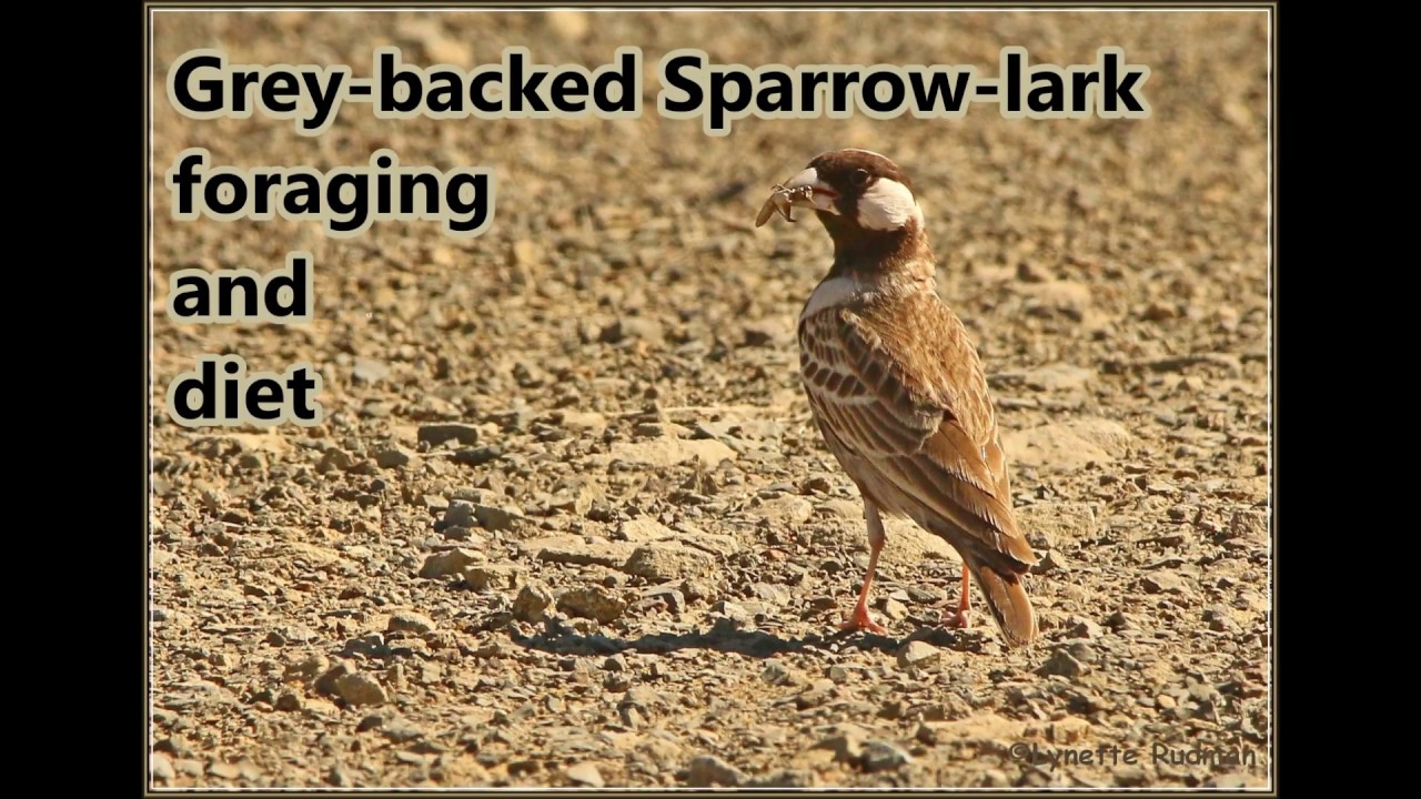 Greybacked Sparrowlark diet and foraging and keeping itself cool in
