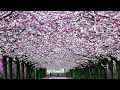The Long And Winding Road The Royal Philharmonic Orchestra 