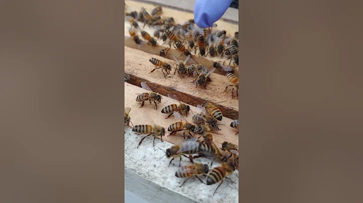 First Bee Swarm of 2021