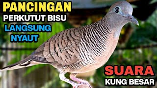 Perkutut Lokal GACOR Suara Kung Besar Pancingan Burung Perkutut Agar Bunyi.