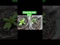 Transplant Day! Solo Cup to Fabric Pot | Unorthodox Grower