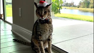 Big Savannah Cat Kumba Looking Handsome In His Santa Hat And Bow! Cuteness Overload  #cute #cat by Sweet Heavenly Savannahs 312 views 2 years ago 1 minute, 48 seconds