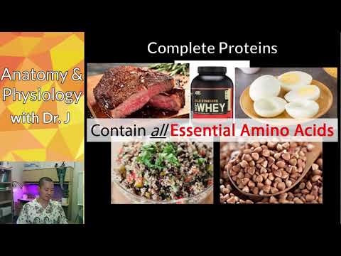 PHYL 142 | Metabolism | Amino Acid Synthesis; Essential & Non-Essential Amino Acids