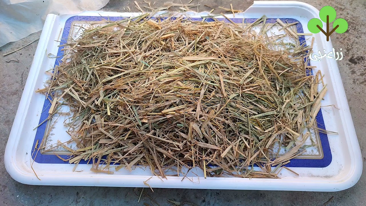 علف حيوانى من قش الأرز ومحلول اليوريا