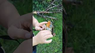 PETIRROJO EUROPEO / EUROPEAN ROBIN