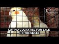 Lutino cockatiel for sale in hyderabad  hyderabad birds empire
