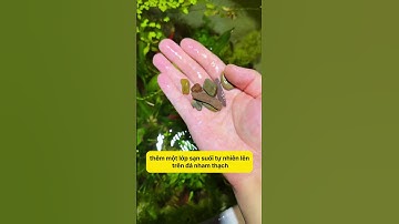 Bể cá không cần lọc? Cách tôi làm sạch nước hiệu quả! #notashopvn #tuanaquarium #aquarium #fish #fyp