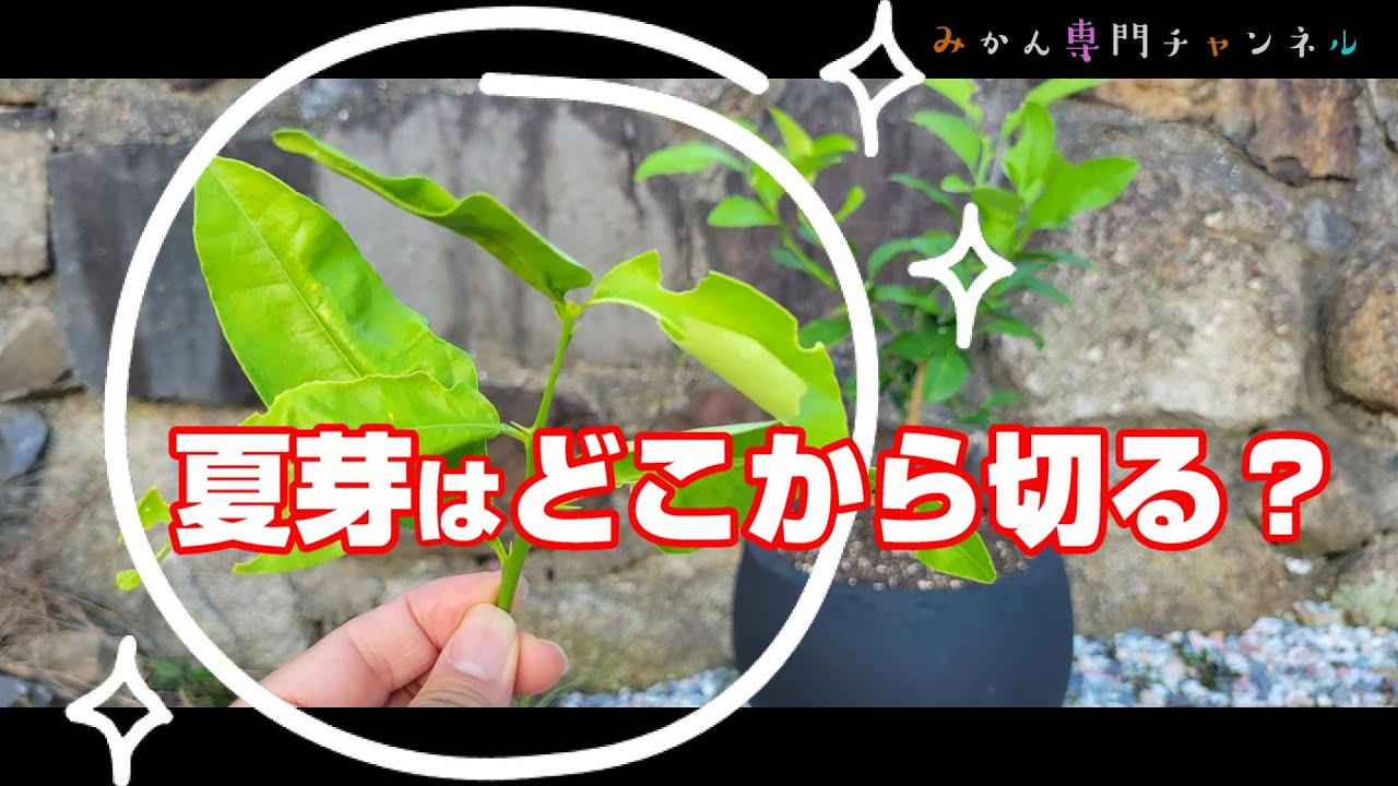 Mid-July] ③ Starting a potted lemon from scratch / Growing it