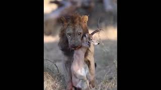 Shocking Moments,When Painful Lions Are Attacked And Tortured By Africa's Deadliest Preys#junglelion