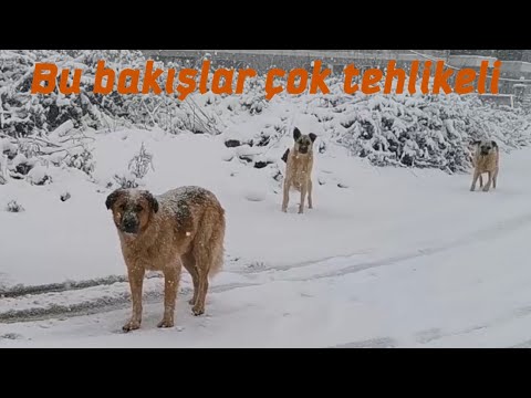 Başı boş Sokak köpekleri ile karşılaşırsak ne yapmalıyız.!