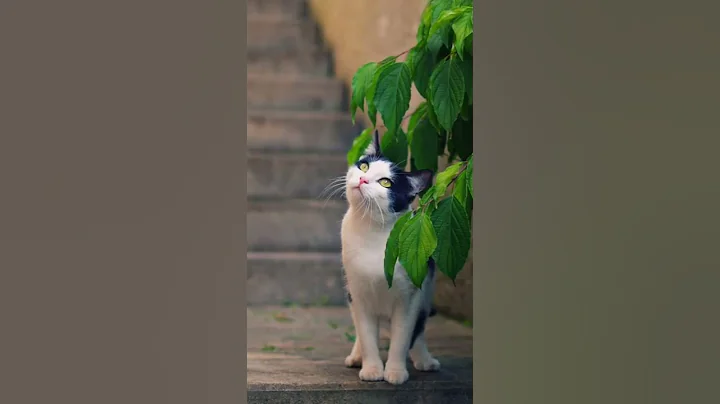 Video 9724651: maine coon cat amazing