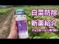 大根収穫と玉ねぎの苗の様子白菜防除など21/9/24#1311
