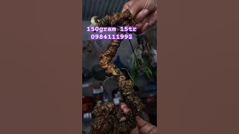 Sâm rừng đen Lai Châu #sâm_ngọc_linh_rừng #sâm_lai_châu_rừng