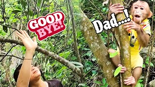 Monkey JenLy cried looking for her Dad because she did not want to return to the forest