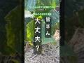 【ウリハムシを甘く見たら痛い目に遭います】 #害虫駆除