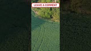 Drone view of deer in soybean field  short