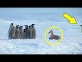 Злой XИЩHИK решил пообедать пингвинятами! Только посмотрите кто пришёл на выручку!