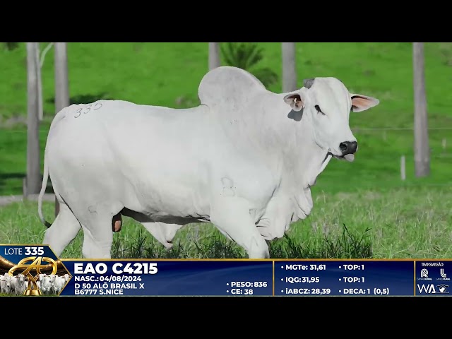 LOTE 335