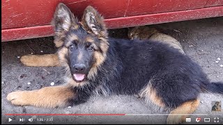 НАГЛЫЙ ЩЕНОК Немецкой овчарки.STRANGE German Shepherd puppy.Odessa.