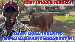RADEN MUDA TRANSFERS SAPI TO GAGAK RIMANG FOR THE HIGHEST PRICE IN JAVA TO DATE 🔥🔥