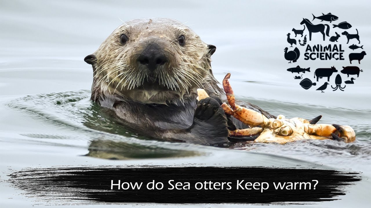 How do sea otters stay warm? - YouTube