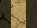 GEMPA DI WILAYAH JAWA TIMUR RABU 17 JUNI 2026